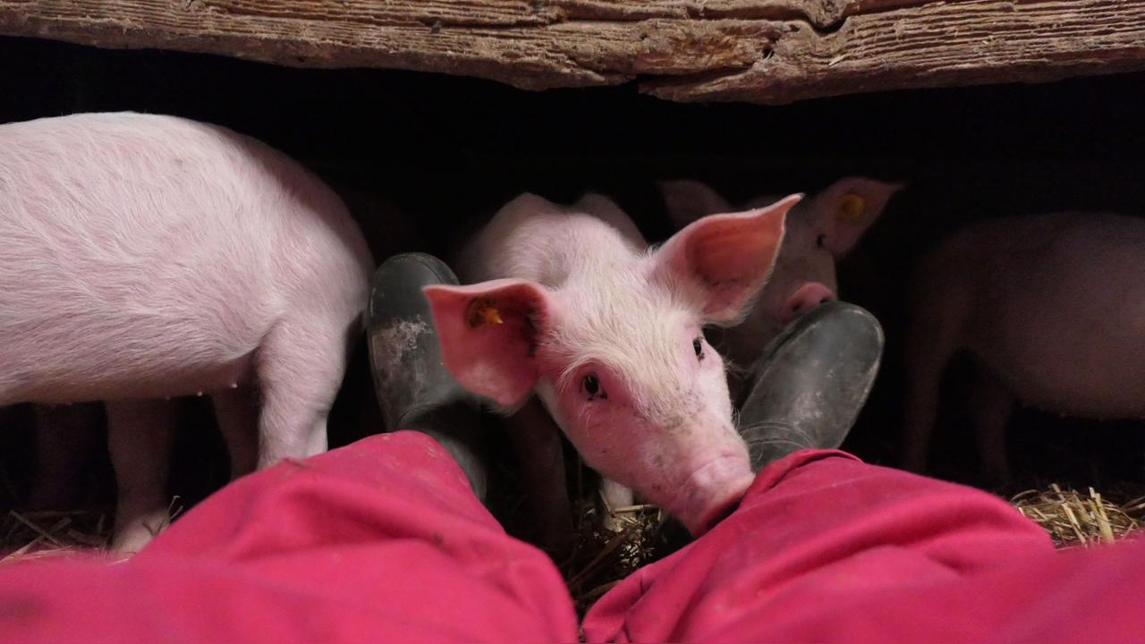 Produção de carne suína movimenta bilhões e é celebrada nesta data Imagem referente a Produção de carne suína movimenta bilhões e é celebrada nesta data