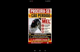 Cachorra Mel desapareceu no bairro Claudete Cachorra Mel desapareceu no bairro Claudete