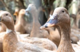 Sancionada lei que proíbe produção e comercialização de fois gras
