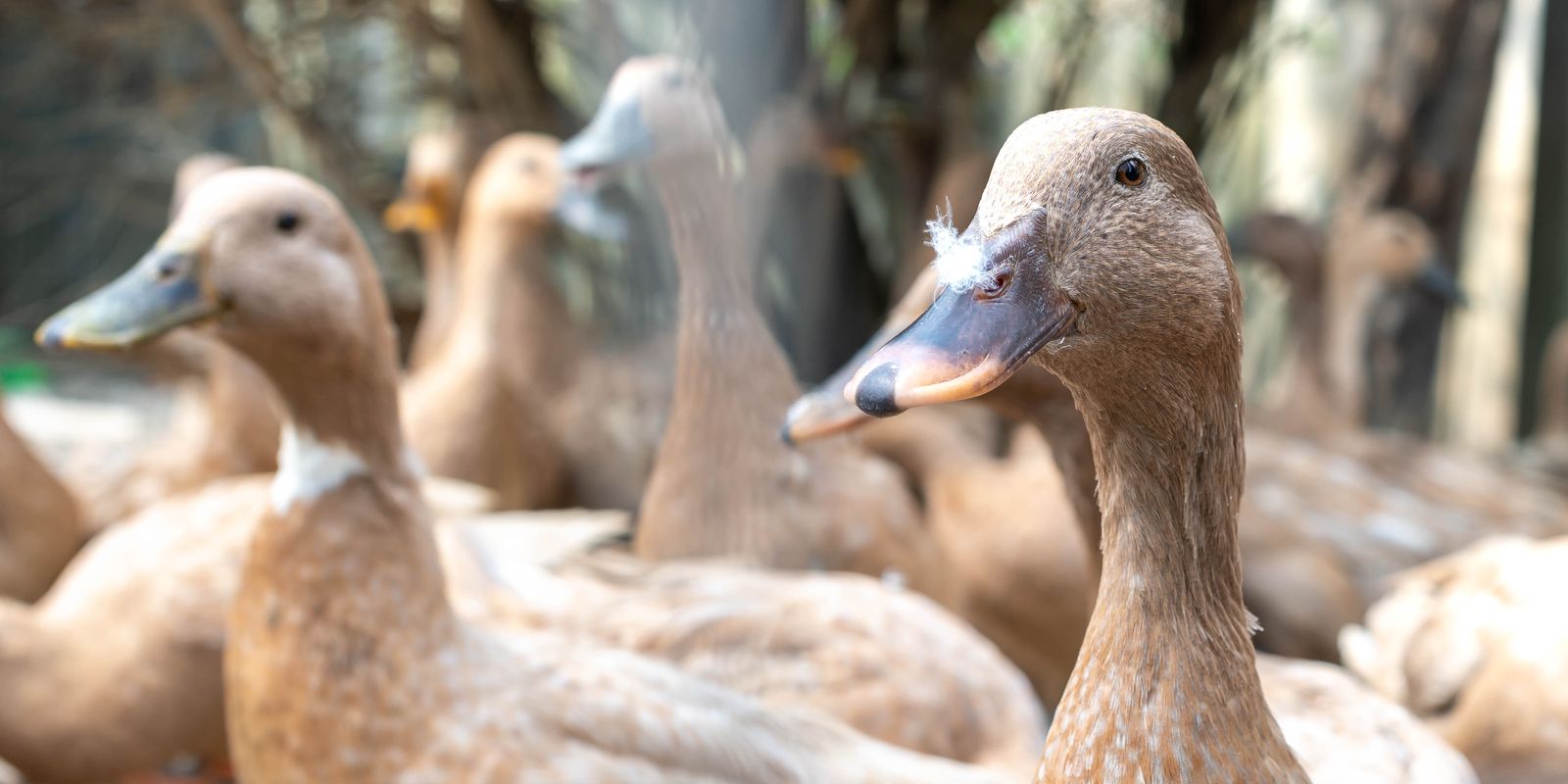 Imagem referente a Sancionada lei que proíbe produção e comercialização de foie gras