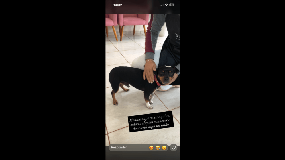Cachorro é encontrado no bairro São Cristóvão Imagem referente a Cachorro é encontrado no bairro São Cristóvão