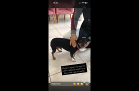 Cachorro é encontrado no bairro São Cristóvão Cachorro é encontrado no bairro São Cristóvão