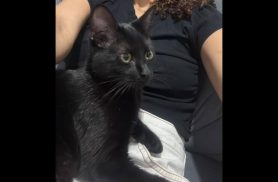 Gata Ravena desapareceu no bairro Esmeralda Gata Ravena desapareceu no bairro Esmeralda