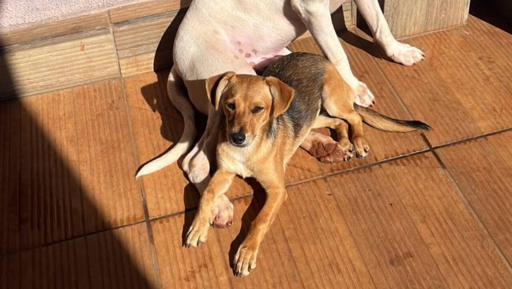 Cachorra Lurdinha desapareceu no bairro Cascavel Velho Imagem referente a Cachorra Lurdinha desapareceu no bairro Cascavel Velho