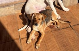 Cachorra Lurdinha desapareceu no bairro Cascavel Velho Cachorra Lurdinha desapareceu no bairro Cascavel Velho