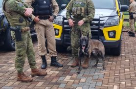 3º Campeonato de Faro reúne cães das forças de segurança em Cascavel