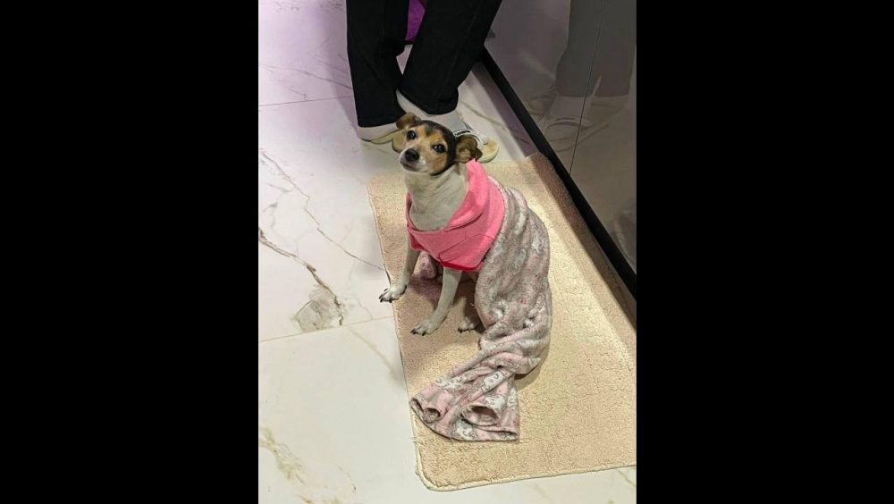 Cachorra Mauy desapareceu no bairro Vista Linda Imagem referente a Cachorra Mauy desapareceu no bairro Vista Linda