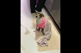 Cachorra Mauy desapareceu no bairro Vista Linda Cachorra Mauy desapareceu no bairro Vista Linda