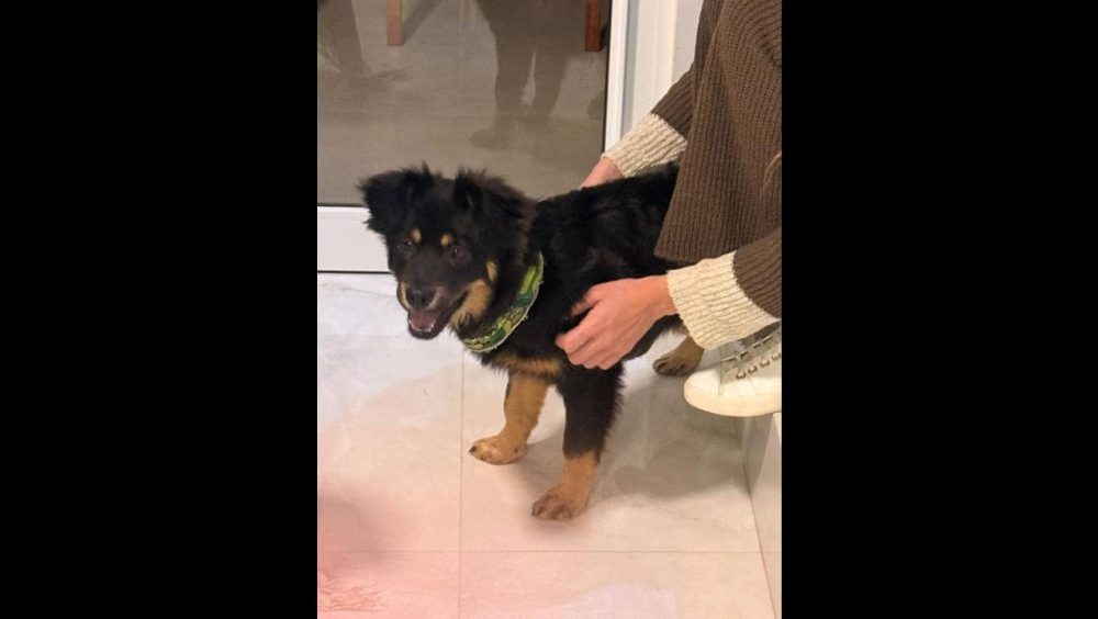 Cachorro é encontrado no bairro Neva Imagem referente a Cachorro é encontrado no bairro Neva