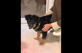 Cachorro é encontrado no bairro Neva Cachorro é encontrado no bairro Neva