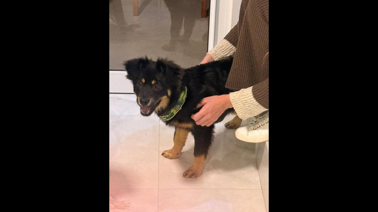 Imagem referente a Cachorro é encontrado no bairro Neva
