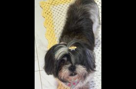 Cachorro Iron desapareceu no bairro Nova Cidade Cachorro Iron desapareceu no bairro Nova Cidade