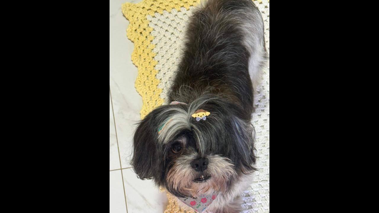 Imagem referente a Cachorro Iron desapareceu no bairro Nova Cidade