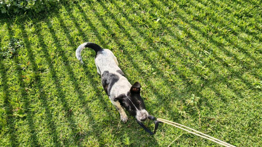 Cachorro é encontrado no bairro Country Imagem referente a Cachorro é encontrado no bairro Country