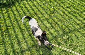 Cachorro é encontrado no bairro Country Cachorro é encontrado no bairro Country