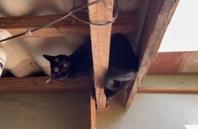 Bombeiros resgatam gato preso em telhado de residência no Sanga Funda Bombeiros resgatam gato preso em telhado de residência no Sanga Funda