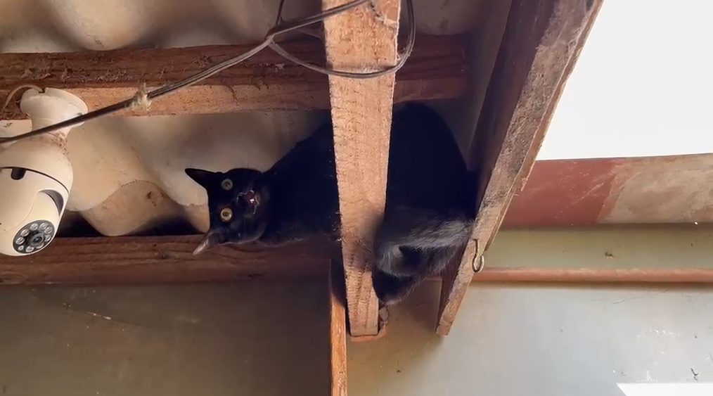 Bombeiros resgatam gato preso em telhado de residência no Sanga Funda