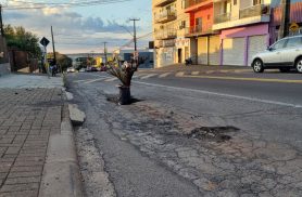 Planta colocada em buraco chama atenção de motoristas na Rua Jacarezinho