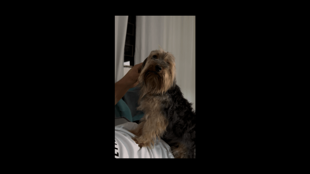 Cachorra é encontrada no bairro Tarumã Imagem referente a Cachorra é encontrada no bairro Tarumã