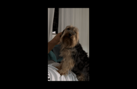 Cachorra é encontrada no bairro Tarumã Cachorra é encontrada no bairro Tarumã