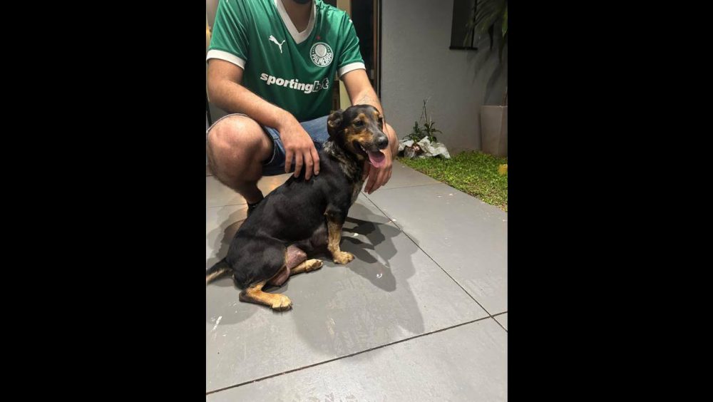 Cachorra é encontrada no bairro Pioneiros Catarinenses Imagem referente a Cachorra é encontrada no bairro Pioneiros Catarinenses