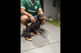 Cachorra é encontrada no bairro Pioneiros Catarinenses Cachorra é encontrada no bairro Pioneiros Catarinenses