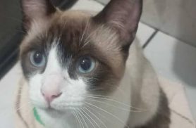 Gato Nino desapareceu no bairro Morumbi Gato Nino desapareceu no bairro Morumbi