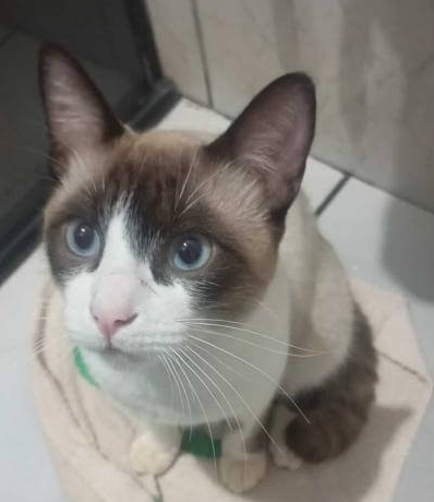 Gato Nino desapareceu no bairro Morumbi Imagem referente a Gato Nino desapareceu no bairro Morumbi