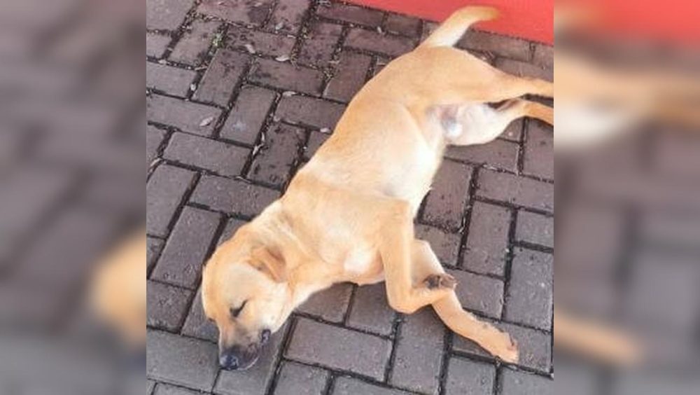 Cachorro é encontrado no Centro Imagem referente a Cachorro é encontrado no Centro