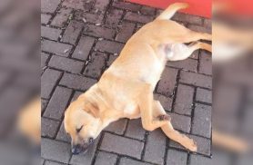 Cachorro é encontrado no Centro Cachorro é encontrado no Centro