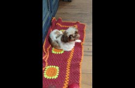Cachorra Nina desapareceu no bairro Maria Luiza Cachorra Nina desapareceu no bairro Maria Luiza