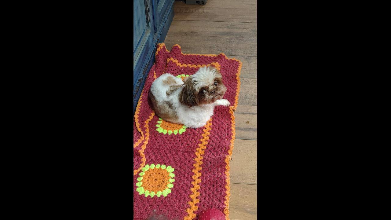 Imagem referente a Cachorra Nina desapareceu no bairro Maria Luiza