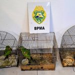 Imagem relativa a PMPR aplica R$ 7,2 mil em multas por cativeiro ilegal de aves e corte irregular de árvores em Pinhão
