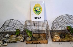 PMPR aplica R$ 7,2 mil em multas por cativeiro ilegal de aves e corte irregular de árvores em Pinhão PMPR aplica R$ 7,2 mil em multas por cativeiro ilegal de aves e corte irregular de árvores em Pinhão