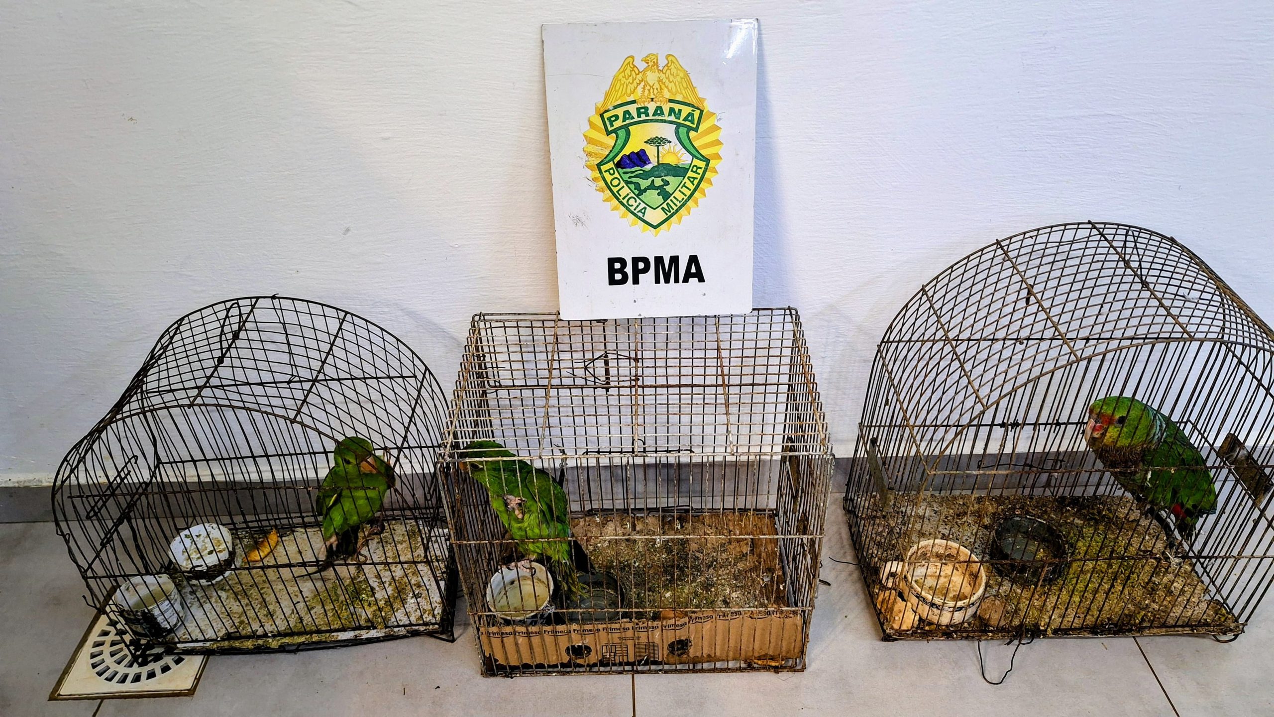Imagem referente a PMPR aplica R$ 7,2 mil em multas por cativeiro ilegal de aves e corte irregular de árvores em Pinhão