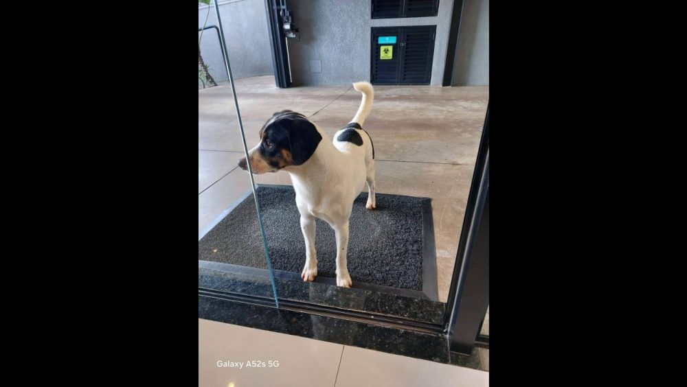 Cachorro é encontrado no bairro Centro Imagem referente a Cachorro é encontrado no bairro Centro