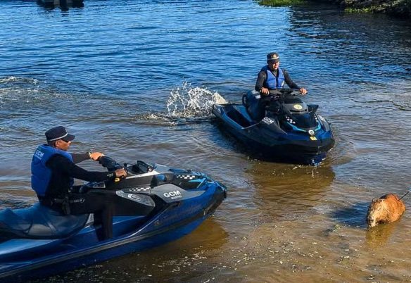 Capivara é morta com flechada na represa de Guarapiranga em SP