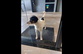 Cachorro é encontrado no bairro Centro Cachorro é encontrado no bairro Centro
