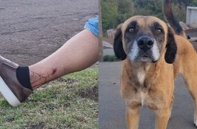 Homem é mordido por cão comunitário no Turisparque