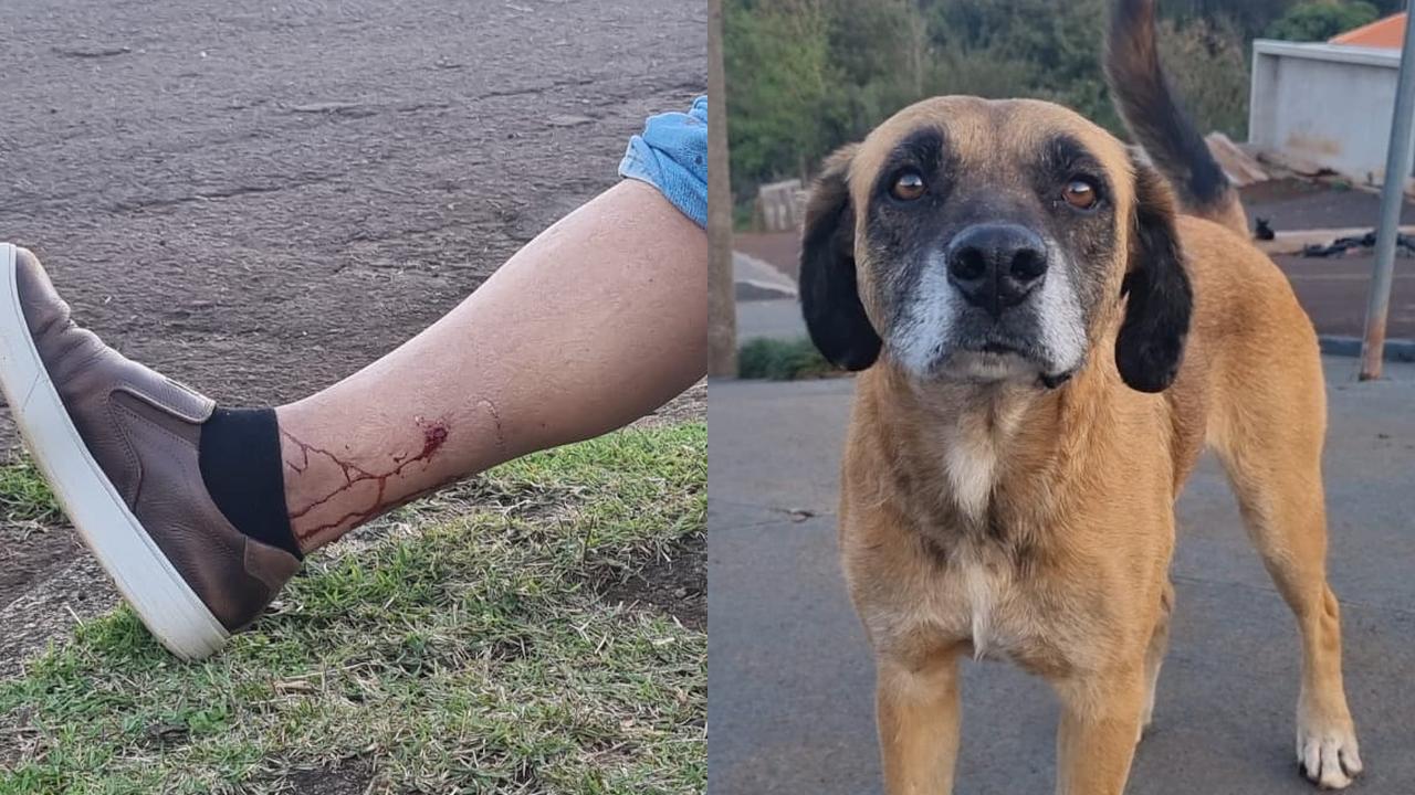 Homem é mordido por cão comunitário no Turisparque