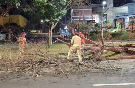 Queda de árvore bloqueia faixa da Avenida Brasil durante a madrugada