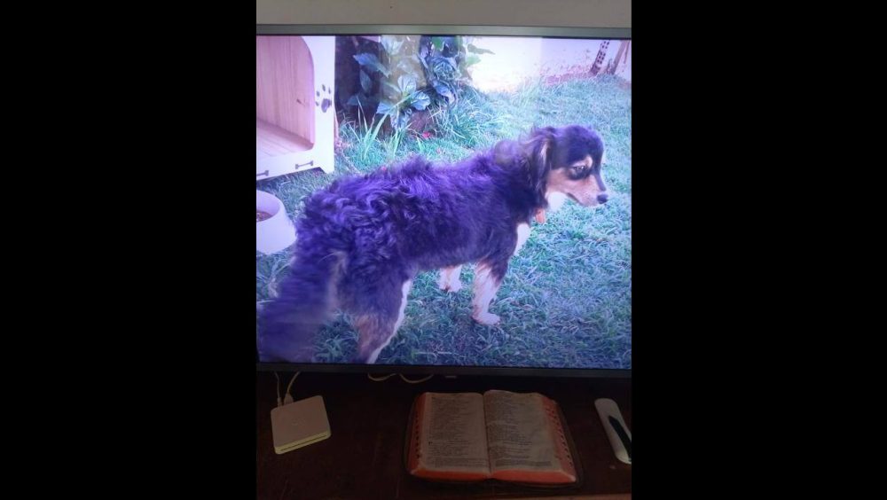 Cachorra Laila desapareceu no bairro Jardim União Imagem referente a Cachorra Laila desapareceu no bairro Jardim União