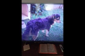Cachorra Laila desapareceu no bairro Jardim União Cachorra Laila desapareceu no bairro Jardim União