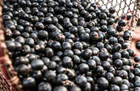 China facilita exportação de polpas e frutas congeladas brasileiras