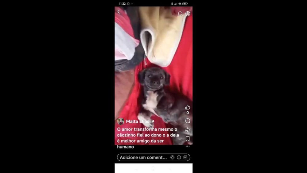 Cachorro Toni desapareceu no bairro São Cristóvão Imagem referente a Cachorro Toni desapareceu no bairro São Cristóvão