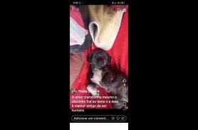 Cachorro Toni desapareceu no bairro São Cristóvão Cachorro Toni desapareceu no bairro São Cristóvão