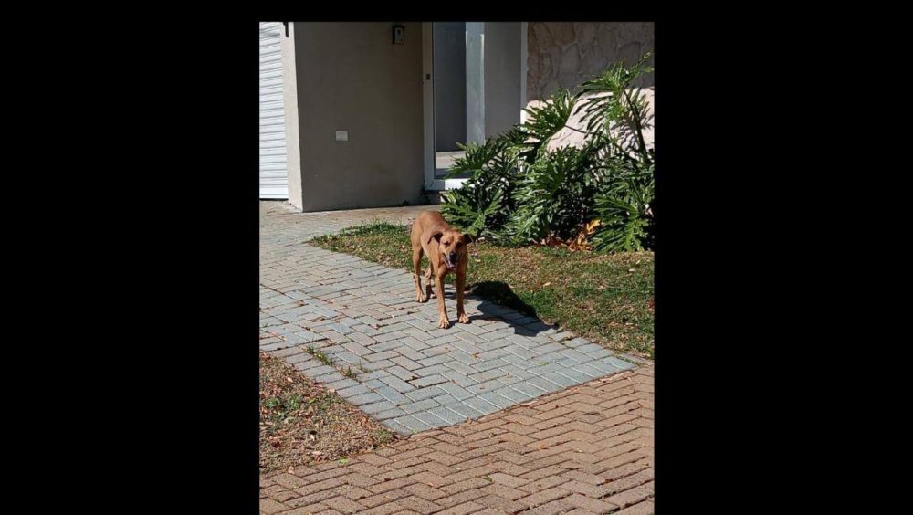 Cachorro é encontrado no bairro Recanto Tropical Imagem referente a Cachorro é encontrado no bairro Recanto Tropical