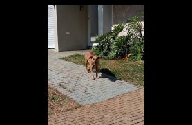 Cachorro é encontrado no bairro Recanto Tropical Cachorro é encontrado no bairro Recanto Tropical