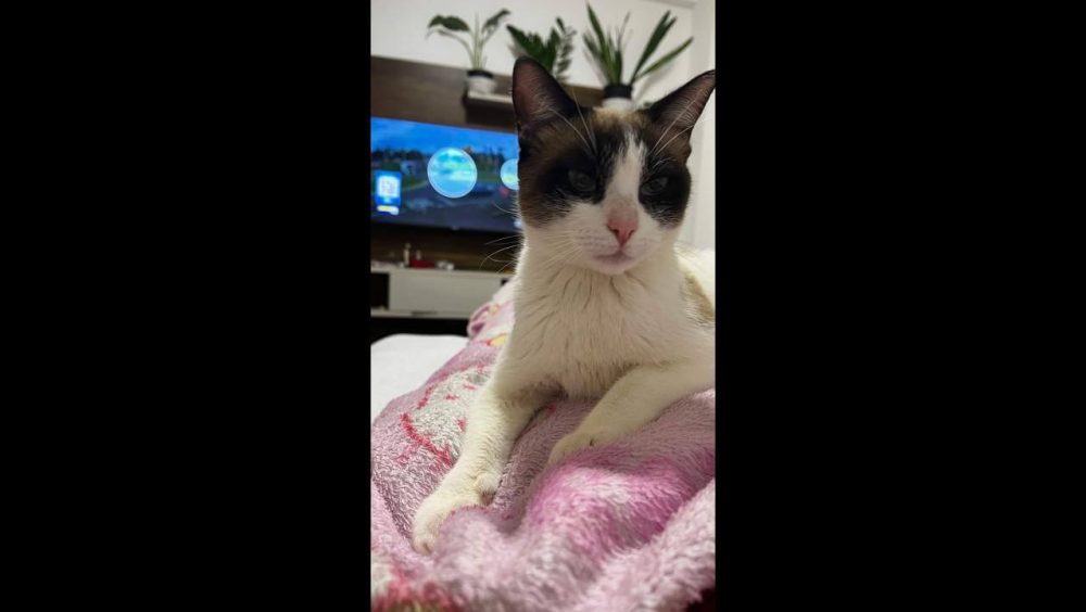 Gata Meg desapareceu no bairro Canadá Imagem referente a Gata Meg desapareceu no bairro Canadá