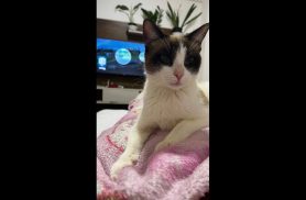 Gata Meg desapareceu no bairro Canadá Gata Meg desapareceu no bairro Canadá